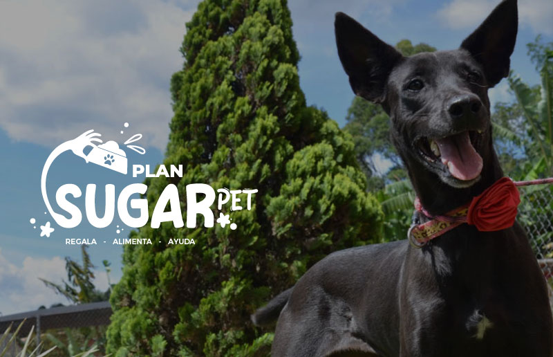 SUGAR
