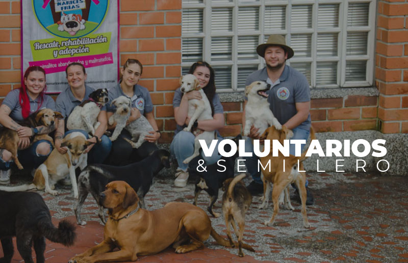 VOLUNTARIO